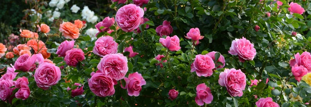 Rosa Rosen im Garten